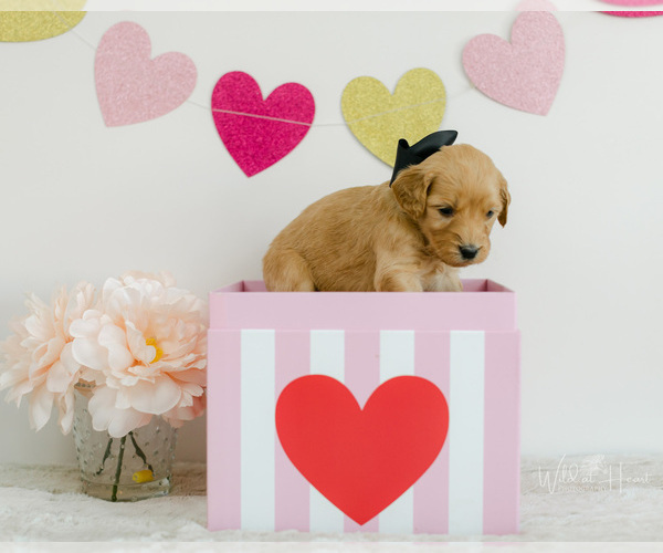 Medium Photo #9 Goldendoodle Puppy For Sale in LITTLE ROCK, AR, USA