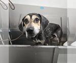 Small Photo #2 Mutt Puppy For Sale in Tucson, AZ, USA