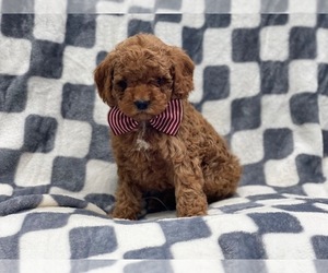 Cockapoo Puppy for sale in LAKELAND, FL, USA