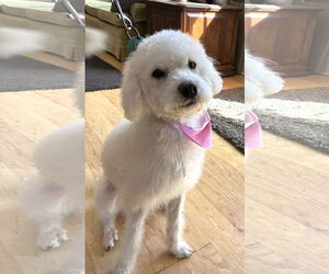 Mutt Dogs for adoption in Arlington, VA, USA