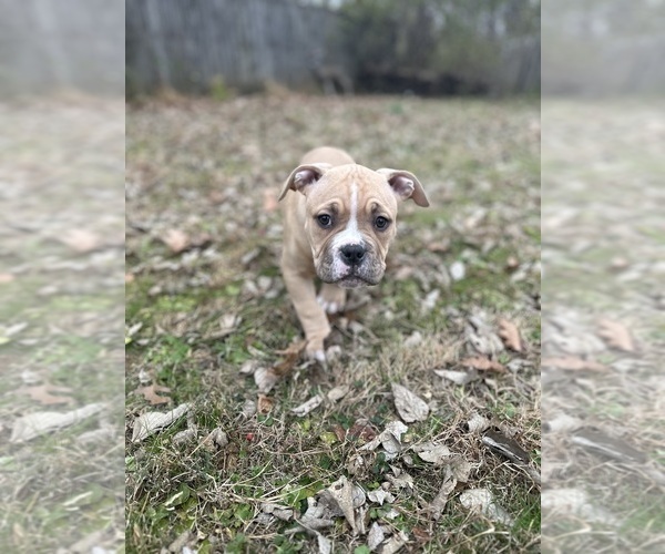 Medium Photo #4 American Bully Puppy For Sale in LANCASTER, PA, USA