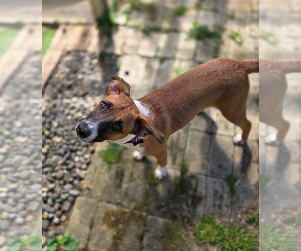 Medium Photo #3 Basenji-Unknown Mix Puppy For Sale in Milwaukie, OR, USA