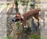 Small #2 Basenji Mix