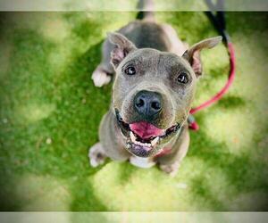 Medium American Pit Bull Terrier