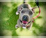 Small American Pit Bull Terrier