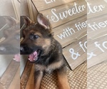 Small Photo #22 German Shepherd Dog Puppy For Sale in UNIVERSITY PL, WA, USA
