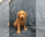Small Photo #7 Goldendoodle Puppy For Sale in SCOTTSDALE, AZ, USA