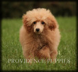 Small Photo #56 Poodle (Miniature) Puppy For Sale in COPPOCK, IA, USA