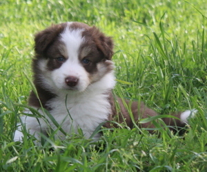 Wapoo Puppy for sale in DENISON, TX, USA