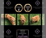 Puppy Daisy Mae F1BB Goldendoodle (Miniature)