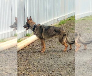 Kota - Female German Shepherd Dog Dog for Adoption - Photo #5
