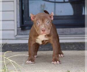 American Bully Puppy for sale in CHAMPAIGN, IL, USA