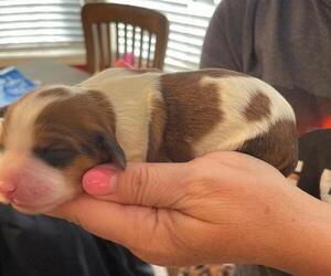 Cavapoo Puppy for sale in DYERSBURG, TN, USA