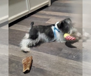 Schnauzer (Miniature) Puppy for sale in GOSHEN, IN, USA