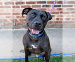 Small #1 American Pit Bull Terrier-Staffordshire Bull Terrier Mix