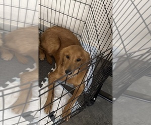 Golden Retriever Puppy for sale in ANTIOCH, CA, USA