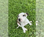 Small #15 American Bulldog-Labrador Retriever Mix