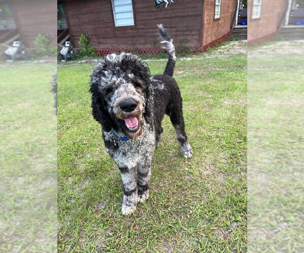 Medium Photo #1 Goldendoodle Puppy For Sale in JACKSONVILLE, FL, USA