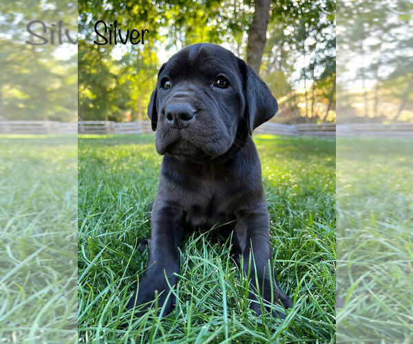 Medium Photo #1 Daniff Puppy For Sale in WAITSBURG, WA, USA