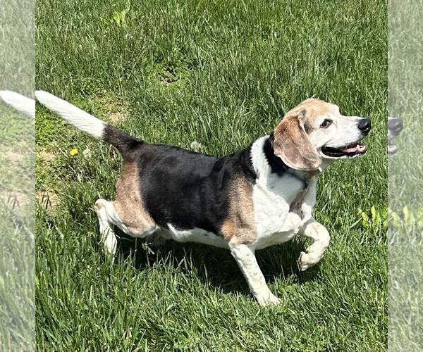 Medium Photo #7 Beagle Puppy For Sale in Batavia, OH, USA