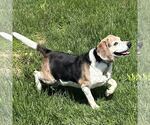 Small #6 Beagle