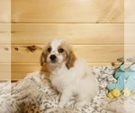 Small Photo #6 Cavapoo Puppy For Sale in CROSSVILLE, TN, USA