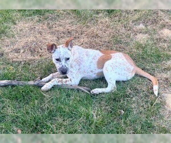 Medium Photo #4 Mutt Puppy For Sale in Sandy, UT, USA