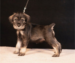 Puppy Amber Spirit Schnauzer (Standard)