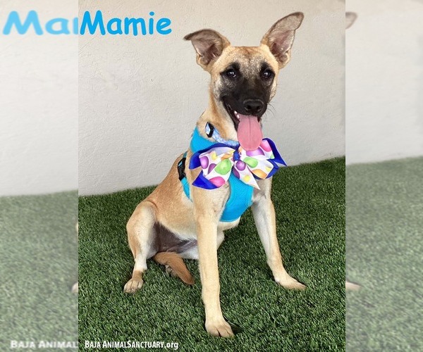 Medium Photo #1 Black Mouth Cur-Unknown Mix Puppy For Sale in San Diego, CA, USA