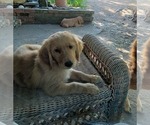 Image preview for Ad Listing. Nickname: Litter of 10