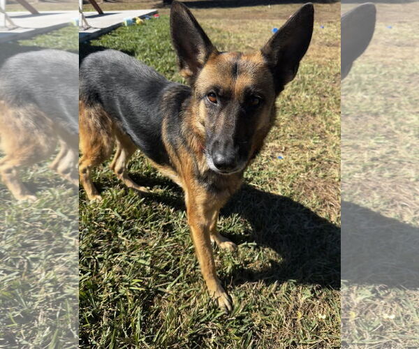 Medium Photo #4 German Shepherd Dog Puppy For Sale in Plantation, FL, USA