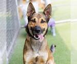 Small #1 German Shepherd Dog Mix