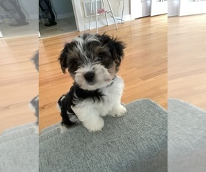 Biewer Terrier Puppy for Sale in BRANFORD, Connecticut USA