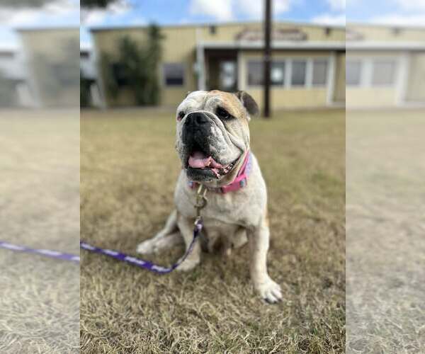 Medium Photo #3 Bulldog Puppy For Sale in Dumont, NJ, USA