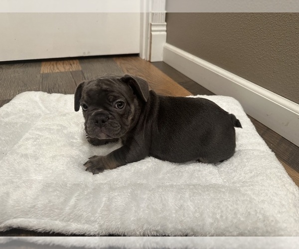 Medium Photo #10 French Bulldog Puppy For Sale in OLYMPIA, WA, USA