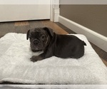 Small Photo #11 French Bulldog Puppy For Sale in OLYMPIA, WA, USA