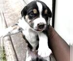 Small #1 German Shepherd Dog Mix