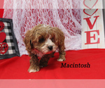 Small Photo #13 Cavapoo Puppy For Sale in CHANUTE, KS, USA