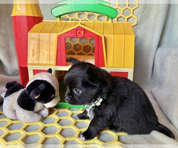 Medium Photo #4 Chihuahua Puppy For Sale in NEWVILLE, PA, USA