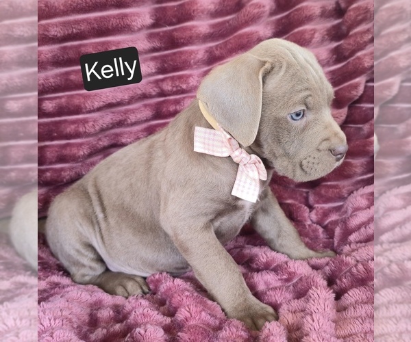 Medium Photo #2 Cane Corso Puppy For Sale in MINERAL WELLS, WV, USA
