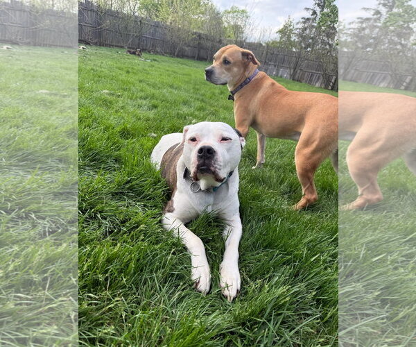 Medium Photo #3 Labrador Retriever-Unknown Mix Puppy For Sale in Germantown, OH, USA