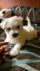West Highland White Terrier Puppy for sale in EDGEFIELD, SC, USA