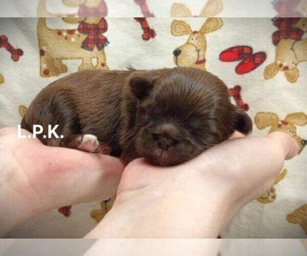 Medium Photo #4 Shih Tzu Puppy For Sale in WINNSBORO, LA, USA
