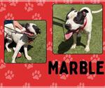 Small #1 American Pit Bull Terrier-Staffordshire Bull Terrier Mix