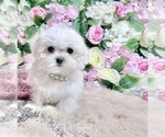 Small #45 Maltese