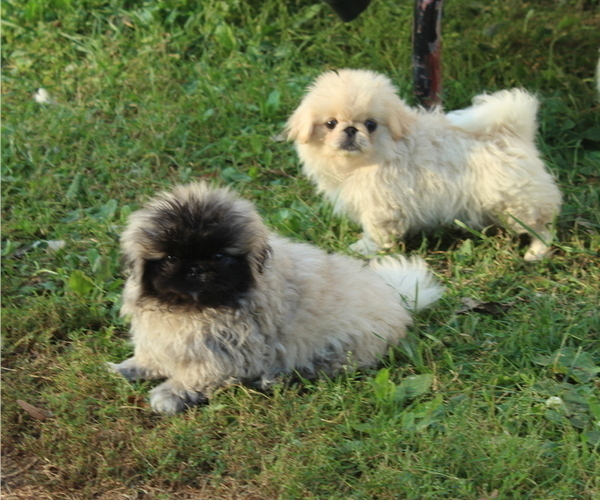 View Ad Pekingese Litter of Puppies for Sale near Iowa, JOICE, USA