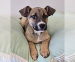 Small #14 German Shepherd Dog Mix