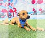Small #7 Labrador Retriever Mix