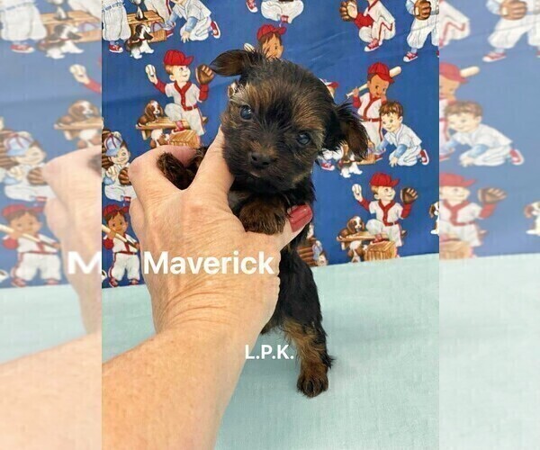 Medium Photo #2 Yorkshire Terrier Puppy For Sale in WINNSBORO, LA, USA