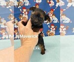 Small #1 Yorkshire Terrier